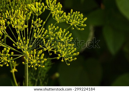 Flower of green dill (fennel). Green background with flowers of dill