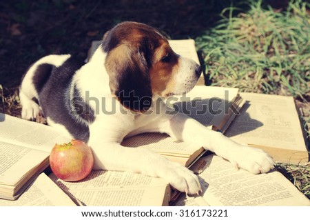 Puppy of Estonian hound gnaws apple on old open books
