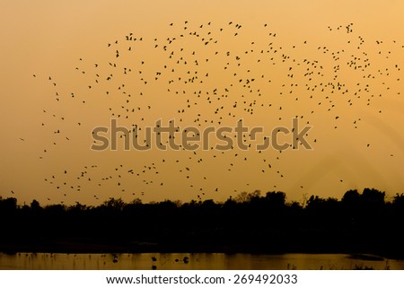Blur background, Motion blur of silhouettes of flying birds  in the evening time