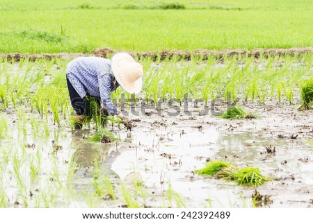 Asian female farmer planting rice in field. At Thailand out door