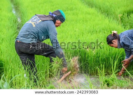 Farmer Thailand, July 26, 2014:Thai farmer planting on the paddy rice farm land, South of Thailand