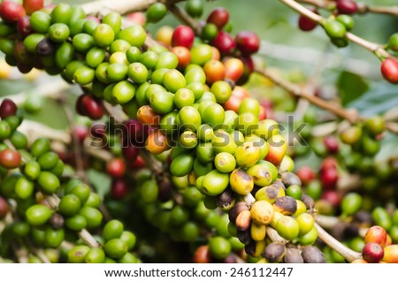 Coffee Plant. Red coffee beans on a branch of coffee tree. Branch of a coffee tree with ripe fruits