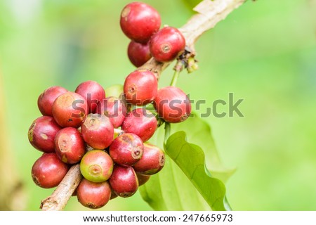 coffee tree and beans