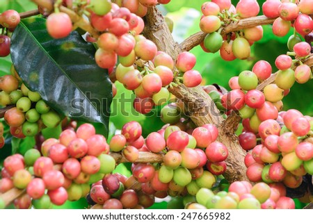 coffee tree grow
