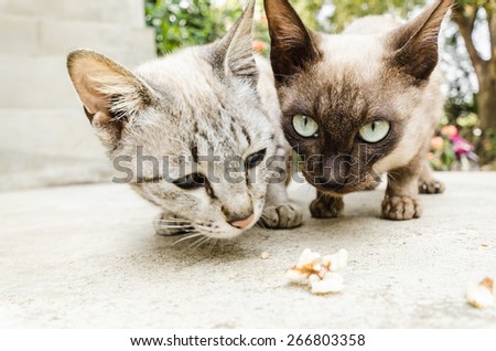 cats my pet eat cracker