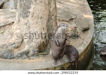 otter and family wait food