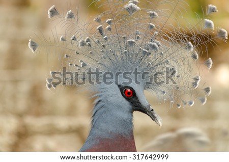 Victoria Crowned bird (Blue pigeon), head profile
