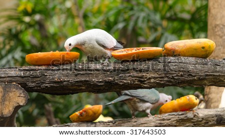 Pied Imperial Pigeon, Ducula bicolor eating papaya
