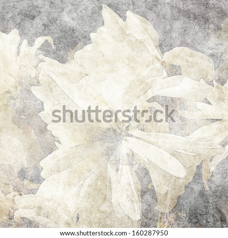 art floral vintage background with white asters