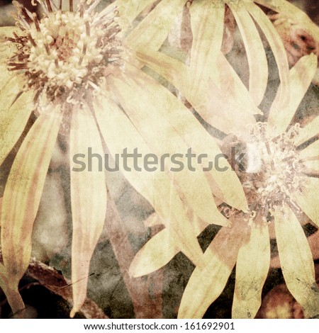art floral vintage sepia background with light asters