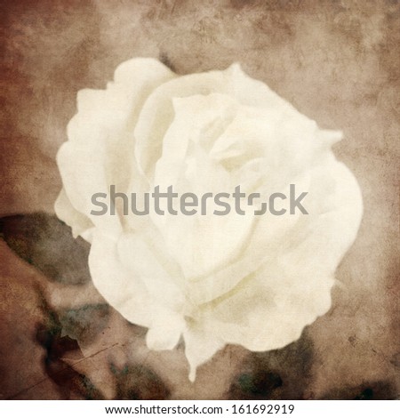art floral vintage sepia background with one white rose