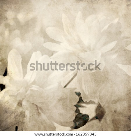art floral vintage sepia background with white asters