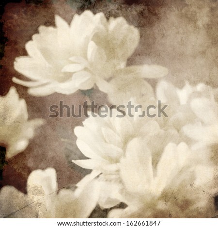 art floral vintage monochrome sepia blurred background with white asters