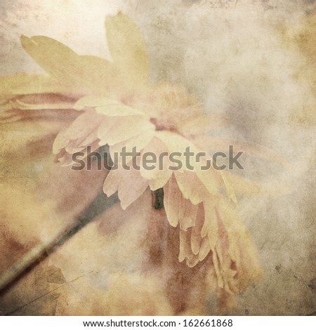 art floral vintage sepia background with one light yellow chamomile