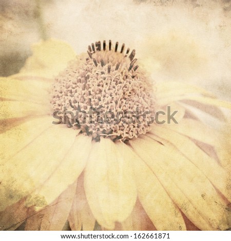 art floral vintage sepia background with one light yellow chamomile, macro