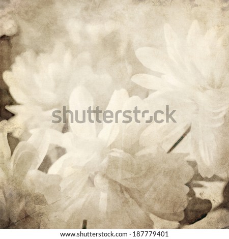 art floral vintage blurred background with white asters in sepia