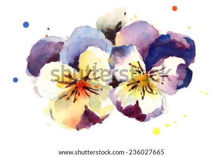 Pansies Flowers Hand Painted Watercolor illustration on white background