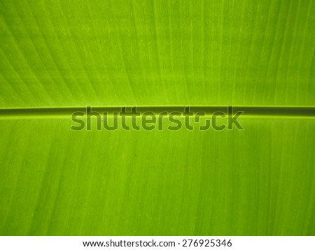 green leaf banana