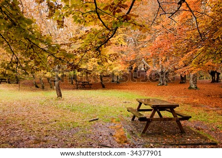 Wooden table at empty forest at fall