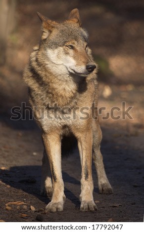 Beautiful young wolf standing