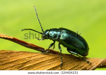 Green Shiny Flea Beetle