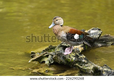 Duck on the rocks by the pond\'s edge