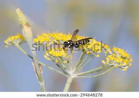 Wasp on fennel flower