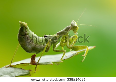 Tiny Wingless praying mantis, adult life-size magnification