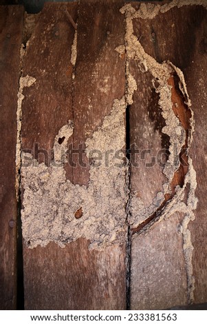 Texture of termite damaged wood