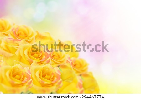 Yellow roses background blur