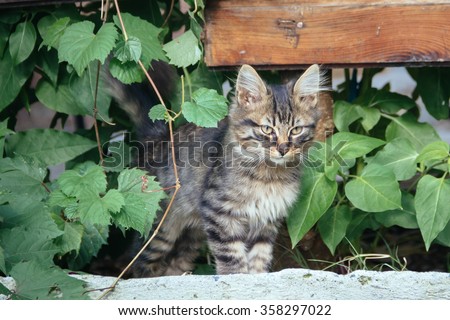 Kitten looking out from the bushes in the garden