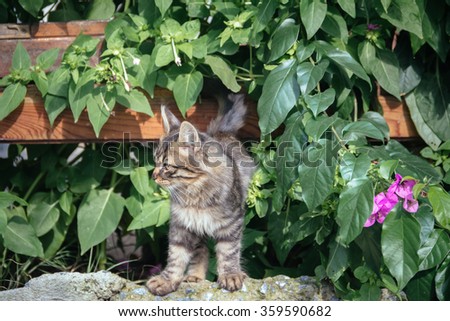 Kitten in the garden looking out from the bushes
