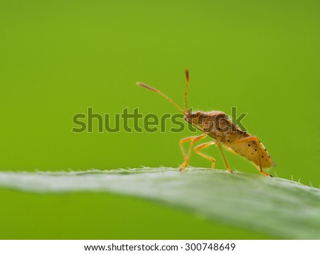 Shield bug resting on a leaf