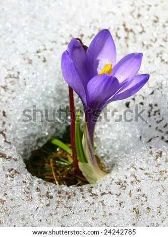 Violet crocus growing in the snow