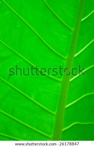 Leaf of a tropical plant close-up