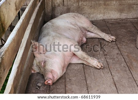 Big pig sleeping in a pigpen