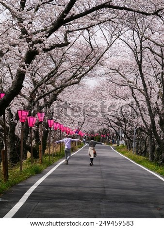 Couple of cherry trees, Japan