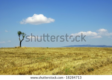 single tree on farm land and clear sky
