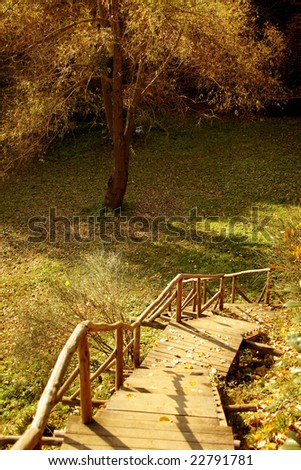 fall time in forest and colorful leaves with stairs