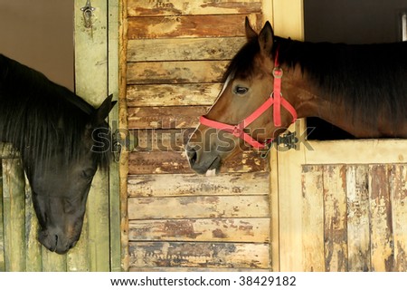 horses mating pics. two horses mating funny its