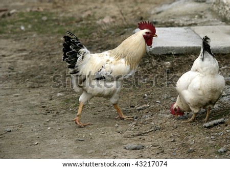 an image of hen and chicken on the grass