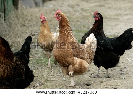 an image of hen and chicken on the grass
