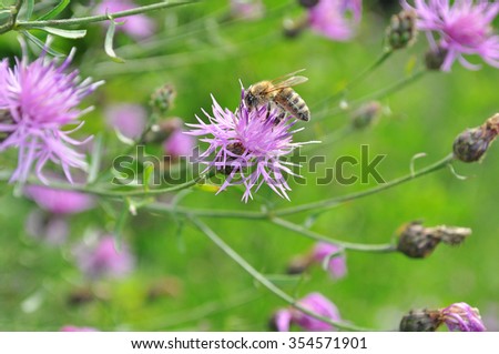 Honey bee at work on flower. Bee and flowers on green background