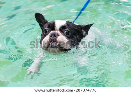 A lovely french bulldog is swimming in the pool with joyful