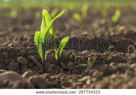 Young wheat seedlings growing in a soil