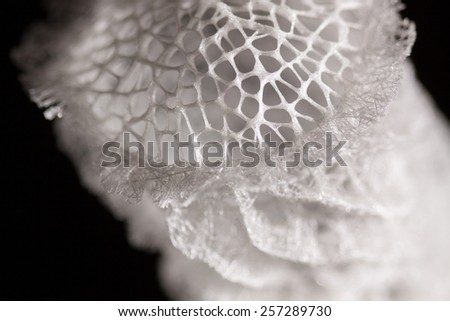 Venus flower basket (Euplectella aspergillum)