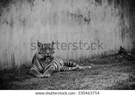 Tiger Chill ( Black and white )