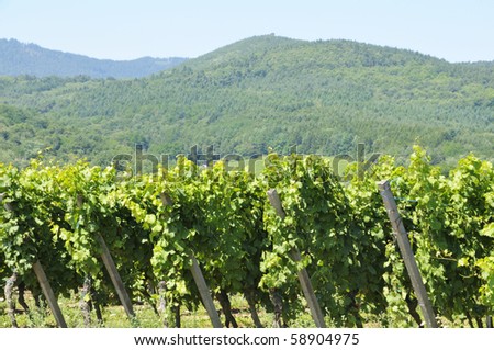 An  Alsace Wine yard with Mountains in the Back.