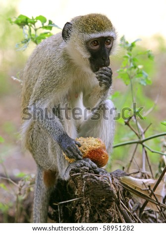 Vervet Monkey eat