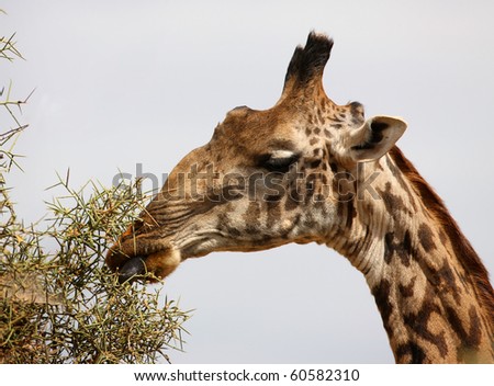 giraffe shows his tongue closeup